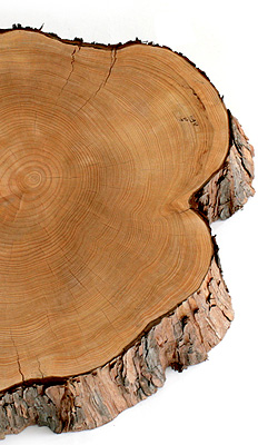 ひのきの切り株