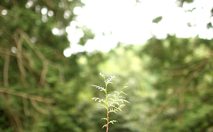 桧の若い芽
